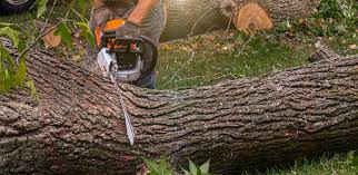 Best Tree and Shrub Care  in Gray Summit, MO