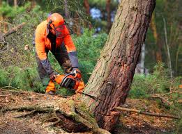 Best Fruit Tree Pruning  in Gray Summit, MO