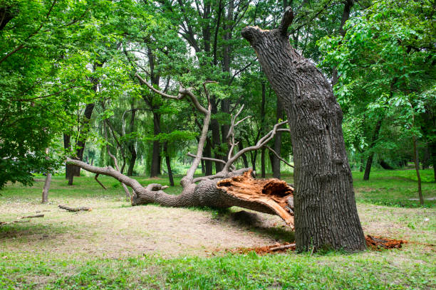 How Our Tree Care Process Works  in  Gray Summit, MO