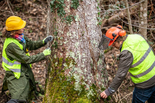 Gray Summit, MO Tree Services Company