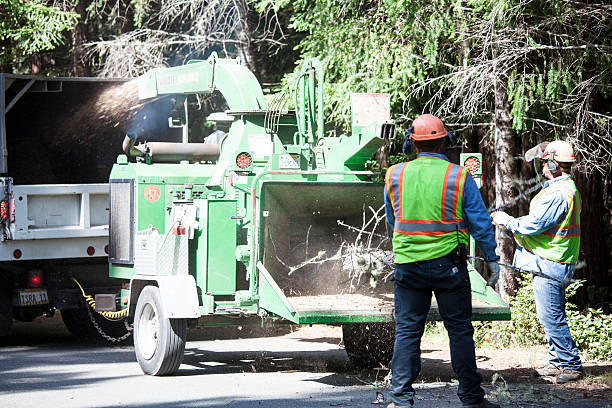 Best Tree Disease Treatment  in Gray Summit, MO