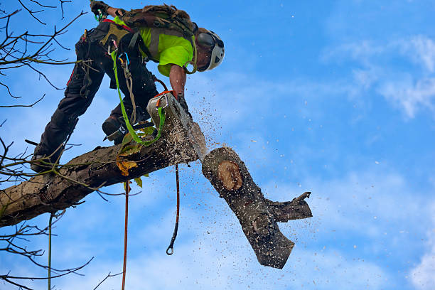 Best Tree Trimming and Pruning  in Gray Summit, MO